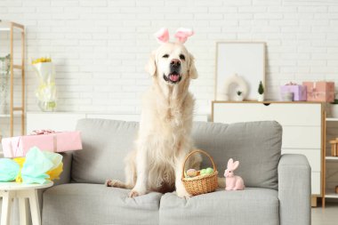 Şirin Labrador köpeği tavşan kulağı ve paskalya yumurtaları evdeki kanepede.