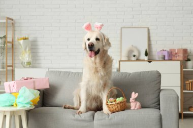 Şirin Labrador köpeği tavşan kulağı ve paskalya yumurtaları evdeki kanepede.