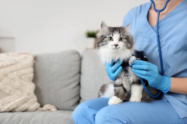 Steteskoplu kadın veteriner ve veteriner kliniğinde kısırlaştırmadan sonra tatlı kedi.