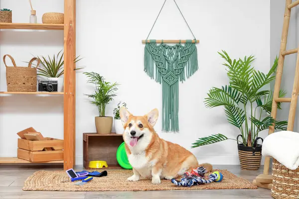 Cute Corgi dog with different pet accessories and bowl for food sitting at home