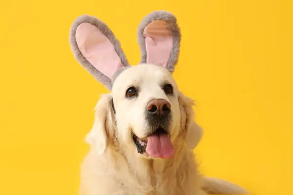 可爱的拉布拉多犬在兔子耳朵黄色背景 复活节庆祝活动 — 图库照片