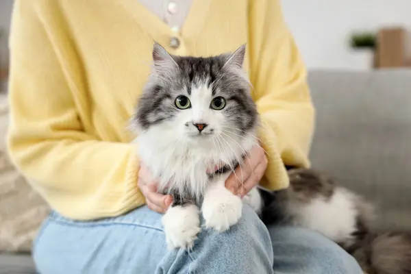 stock image Owner with cute cat after sterilization at home