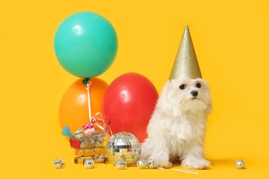 Şapkalı şirin Bolonez köpeği sarı arka planda doğum gününü kutluyor.