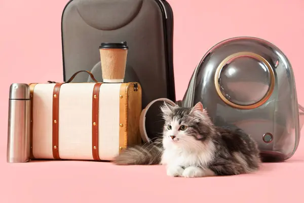 Cute cat with backpack carrier and bags on pink background