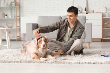 Genç adam Avustralya çoban köpeğini evde fırçalıyor.