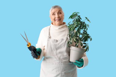 Mavi arka planda bitki ve secateurs ile kıdemli bahçıvan