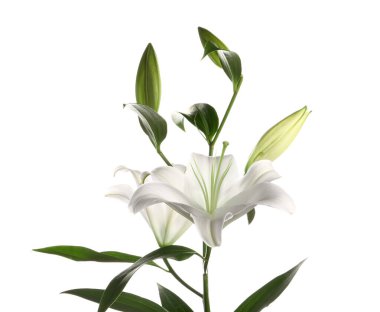 Beyaz arka planda güzel zambak çiçeği