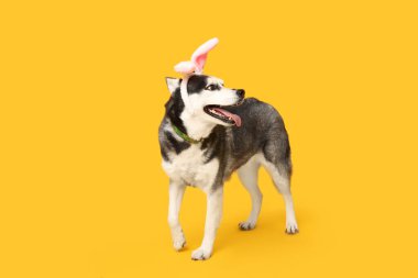 Sarı arka planda tavşan kulaklı sevimli Husky köpeği. Paskalya kutlaması