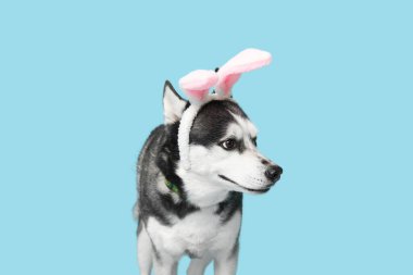 Mavi arka planda tavşan kulaklı sevimli Husky köpeği. Paskalya kutlaması