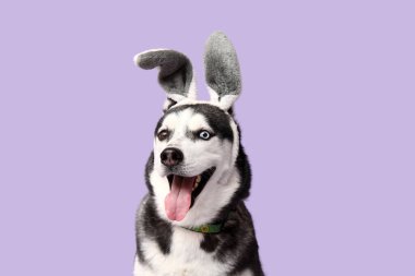 Leylak arka planında tavşan kulaklı sevimli Husky köpeği. Paskalya kutlaması