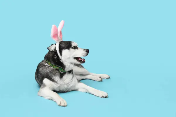 可爱的哈士奇狗 长着蓝色背景的小兔子耳朵 复活节庆祝活动 — 图库照片