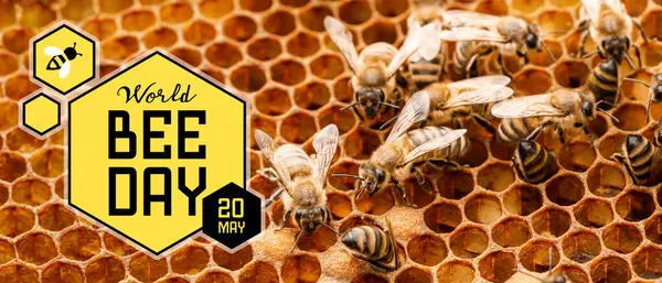 Banner for World Bee Day with honeycombs and insects