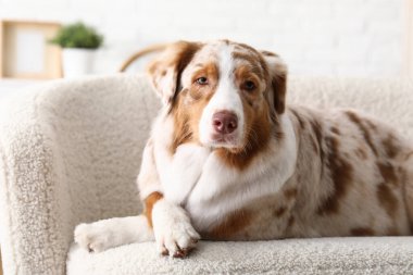 Şirin Avustralya çoban köpeği evdeki kanepede uzanıyor, yakın plan.