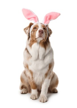 Beyaz arka planda tavşan kulaklı şirin Avustralya çoban köpeği. Paskalya kutlaması