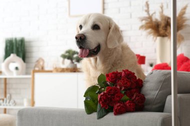 Evdeki kanepede kırmızı gülleri olan şirin Labrador köpeği. Sevgililer Günü kutlaması
