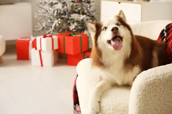 Cute Husky Pies Domu Wigilię Bożego Narodzenia — Zdjęcie stockowe
