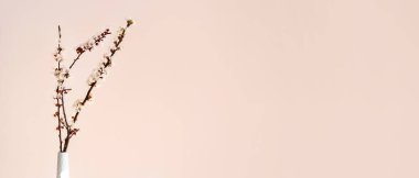 Bej arka planda çiçek açan güzel dalları ve metin için yeri olan bir vazo. Merhaba bahar.