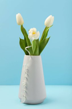 Mavi arka planda güzel beyaz laleleri olan vazo. Uluslararası Kadınlar Günü