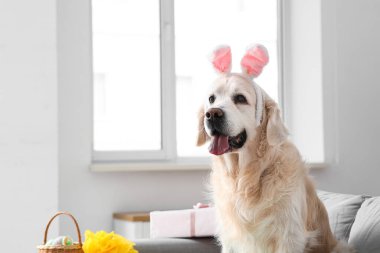 Paskalya günü evde tavşan kulaklı şirin Labrador köpeği.