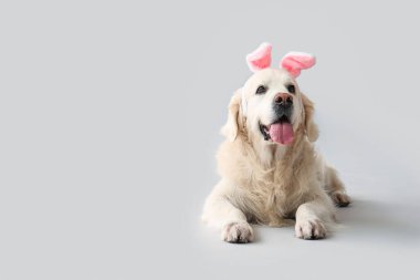 Tavşan kulaklı şirin Labrador köpeği arka planda yatıyor. Paskalya kutlaması