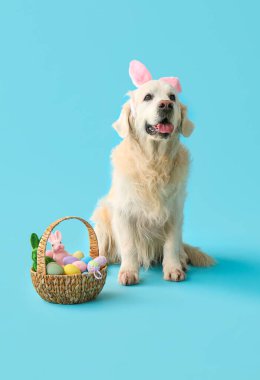 Mavi arka planda Paskalya yumurtaları olan tavşan kulaklı şirin Labrador köpeği.