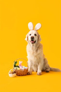 Sarı arka planda Paskalya yumurtaları olan tavşan kulaklı şirin Labrador köpeği.