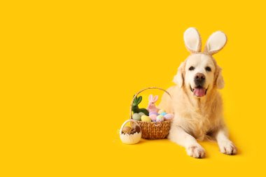 Sarı arka planda Paskalya yumurtaları olan tavşan kulaklı şirin Labrador köpeği.