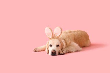 Pembe arka planda yatan tavşan kulaklı şirin Labrador köpeği. Paskalya kutlaması