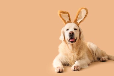 Bej arka planda yatan tavşan kulaklı şirin Labrador köpeği. Paskalya kutlaması