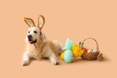 Paskalya sepetiyle tavşan kulaklı şirin Labrador köpeği ve bej arka planda hediye yumurtaları.
