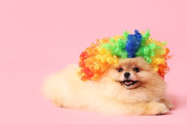 Pembe arka planda palyaço peruğu takmış şirin Pomeranya köpekleri. Nisan 1 Kutlaması