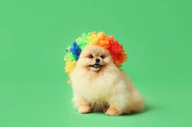 Yeşil arka planda palyaço peruğu takmış şirin Pomeranya köpekleri. Nisan 1 Kutlaması