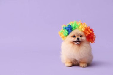 Leylak arka planında palyaço peruğu takmış şirin Pomeranya köpekleri. Nisan 1 Kutlaması