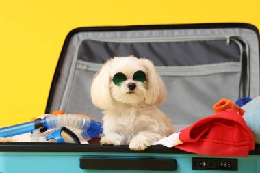 Sarı arka planda güneş gözlüklü şirin Bolonez köpek, yakın plan.