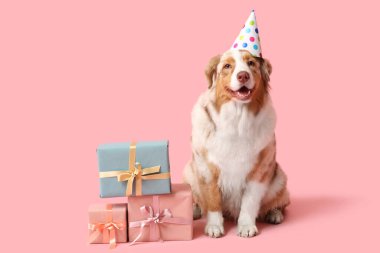 Parti şapkalı şirin Avustralyalı çoban köpeği pembe arka planda doğum gününü kutluyor.