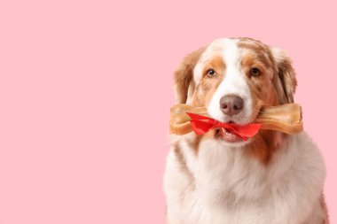 Tatlı Avustralyalı çoban köpeği pembe arka planda doğum gününü kutluyor.