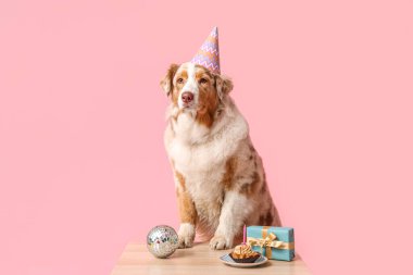Doğum günü pastası, disko topu ve pembe arka plandaki masada hediye kutusu olan şirin Avustralyalı çoban köpeği.