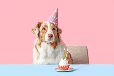 Tatlı Avustralyalı çoban köpeği, parti şapkası ve pembe arka planda doğum günü pastası.