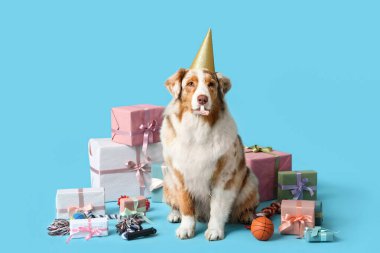 Şirin Avustralyalı çoban köpeği, parti şapkası ve düdük ve hediye kutularıyla mavi arka planda doğum gününü kutluyor.