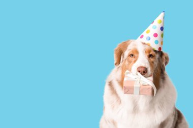 Parti şapkalı şirin Avustralyalı çoban köpeği mavi arka planda doğum gününü kutluyor.