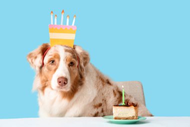 Mavi arka plandaki masada saç bantlı şirin Avustralyalı çoban köpeği.