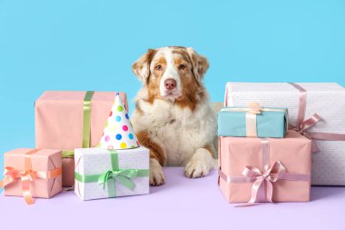 Şirin Avustralyalı çoban köpeği hediye kutularıyla ve parti şapkasıyla mavi arka plandaki masada doğum gününü kutluyor.