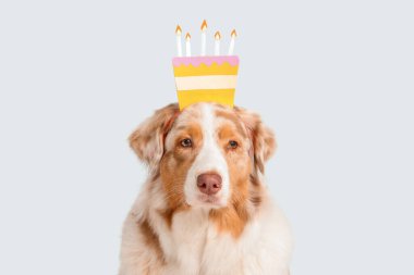 Saçında saç bandı olan şirin Avustralyalı çoban köpeği gri arka planda doğum günü pastası şeklinde.