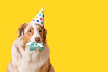 Parti şapkalı şirin Avustralyalı çoban köpeği sarı arka planda doğum gününü kutluyor.