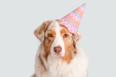 Parti şapkalı şirin Avustralyalı çoban köpeği gri arka planda doğum gününü kutluyor