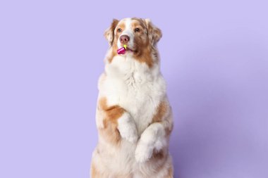 Tatlı Avustralyalı çoban köpeği, parti düdüğü ile leylak arka planda doğum gününü kutluyor.