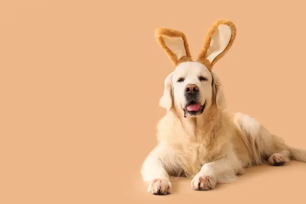 可爱的拉布拉多犬 长着小兔子般的耳朵 躺在米色的背景上 复活节庆祝活动 — 图库照片