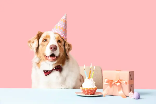 ピンクの背景のテーブルで誕生日ケーキとギフトボックスでパーティーハットでかわいいオーストラリアのシェパード犬 — ストック写真
