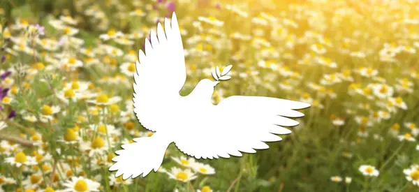 Drawn dove and beautiful chamomiles in field. Banner for International Day of Peace
