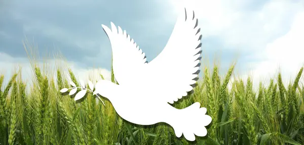 Drawn Dove Green Wheat Spikelets Field Banner International Day Peace — Stock Photo, Image